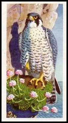 35 Peregrine Falcon